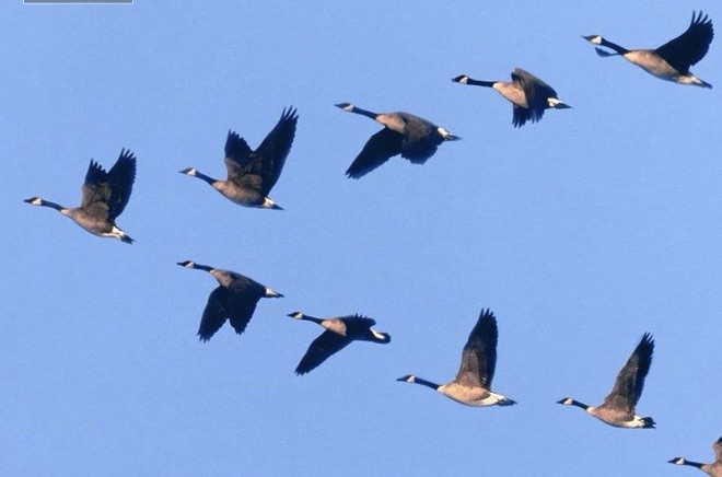 Chim đầu đàn chỉ bay phía sau – khi chức vụ đi trước, nhưng tinh thần lại tụt&nbsp;hậu